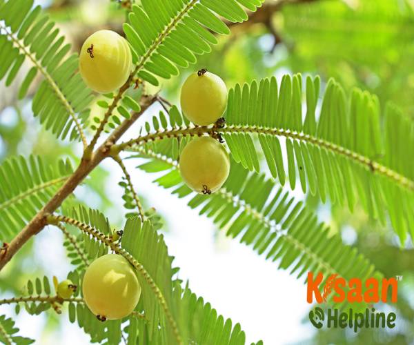 Gooseberry (आंवला)